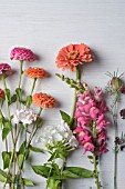 ZINNIA ELEGANS, PHLOX AND ANTHIRRINUM CUT ON TABLE