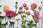 ZINNIA ELEGANS, PHLOX AND ANTHIRRINUM CUT ON TABLE