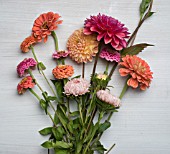 ZINNIAS ELEGANS, DAHLIAS AND ASTERS