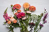 ZINNIAS IN ASSOCIATION