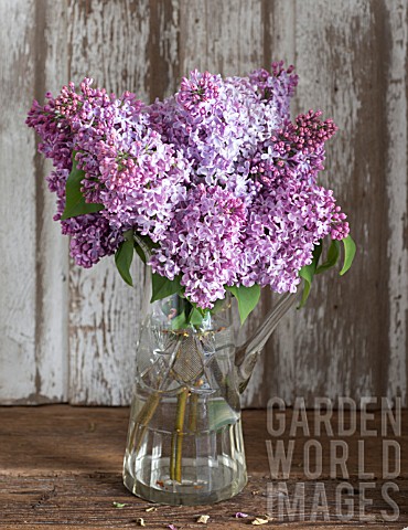 SYRINGA_VULGARIS_LILAC_BLOSSOMS_IN_CRYSTAL_PITCHER