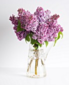 SYRINGA VULGARIS, LILAC BLOSSOMS IN CRYSTAL PITCHER