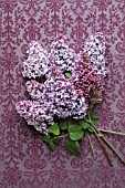 SYRINGA VULGARIS, LILAC BLOSSOMS ON PURPLE DAMASK WALLPAPER