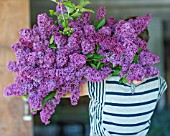 SYRINGA VULGARIS, FLOWER FARMER CARRYING ARMLOAD OF CUT LILAC BLOSSOMS