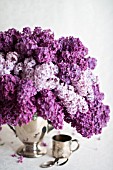 SYRINGA VULGARIS, LILAC BLOSSOMS IN SILVER PITCHER