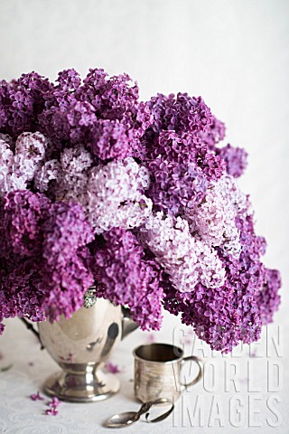 SYRINGA_VULGARIS_LILAC_BLOSSOMS_IN_SILVER_PITCHER