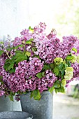 SYRINGA VULGARIS AND VIBURNUM OPULUS ROSEUM IN SPRING