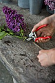 PRACTICAL GARDENING SHOWING CUTTING LEAVES OFF STEMS OF SYRINGA VULGARIS