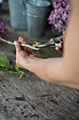 PRACTICAL GARDENING SHOWING CUTTING LEAVES OFF STEMS OF SYRINGA VULGARIS