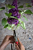 PRACTICAL GARDENING SHOWING CUTTING LEAVES OFF STEMS OF SYRINGA VULGARIS