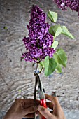 PRACTICAL GARDENING SHOWING CUTTING LEAVES OFF STEMS OF SYRINGA VULGARIS