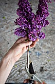 PRACTICAL GARDENING SHOWING CUTTING STEMS OF SYRINGA VULGARIS FOR BETTER WATER INTAKE