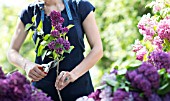 PRACTICAL GARDENING SHOWING CUTTING LEAVES OFF STEMS OF SYRINGA VULGARIS