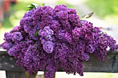 SYRINGA VULGARIS, CUT STEMS OF LILAC BLOSSOMS IN SPRING