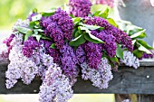 SYRINGA VULGARIS, CUT STEMS OF LILAC BLOSSOMS IN SPRING