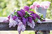 SYRINGA VULGARIS, CUT STEMS OF LILAC BLOSSOMS IN SPRING