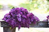 SYRINGA VULGARIS, CUT STEMS OF LILAC BLOSSOMS IN SPRING