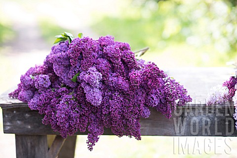 SYRINGA_VULGARIS_CUT_STEMS_OF_LILAC_BLOSSOMS_IN_SPRING