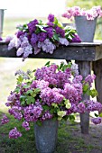 SYRINGA VULGARIS AND VIBURNUM OPULUS ROSEUM IN SPRING