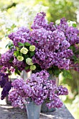 SYRINGA VULGARIS AND VIBURNUM OPULUS ROSEUM IN SPRING