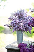 SYRINGA VULGARIS, CUT STEMS OF LILAC BLOSSOMS IN SPRING