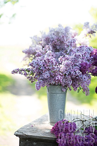 SYRINGA_VULGARIS_CUT_STEMS_OF_LILAC_BLOSSOMS_IN_SPRING