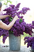 SYRINGA VULGARIS, FLORIST ARRANGING LILAC BLOOMS IN ZINC BUCKET