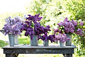 SYRINGA VULGARIS AND VIBURNUM OPULUS ROSEUM IN SPRING