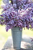 SYRINGA VULGARIS, CUT STEMS OF LILAC BLOSSOMS IN SPRING