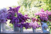 SYRINGA VULGARIS AND VIBURNUM OPULUS ROSEUM IN SPRING