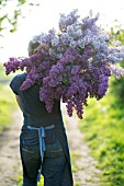 FLOWER FARMER WITH HARVEST OF LILAC BLOOMS, SYRINGA VULGARIS