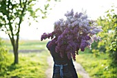 FLOWER FARMER WITH HARVEST OF LILAC BLOOMS, SYRINGA VULGARIS