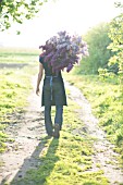 FLOWER FARMER WITH HARVEST OF LILAC BLOOMS, SYRINGA VULGARIS