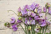 LATHYRUS ODORATUS WINTER SUNSHINE LAVENDER