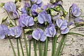 LATHYRUS ODORATUS WINTER SUNSHINE BLUE