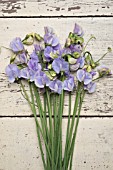 LATHYRUS ODORATUS WINTER SUNSHINE BLUE