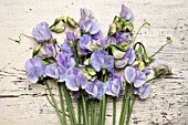 LATHYRUS ODORATUS WINTER SUNSHINE BLUE