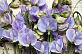 LATHYRUS ODORATUS WINTER SUNSHINE BLUE