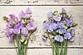 LATHYRUS ODORATUS WINTER SUNSHINE LAVENDER AND WINTER SUNSHINE BLUE