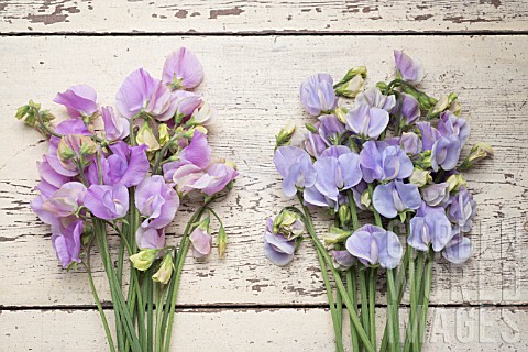 LATHYRUS_ODORATUS_WINTER_SUNSHINE_LAVENDER_AND_WINTER_SUNSHINE_BLUE