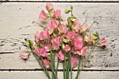 LATHYRUS ODORATUS SPRING SUNSHINE PEACH