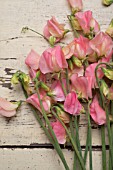 LATHYRUS ODORATUS SPRING SUNSHINE PEACH