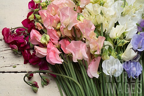 LATHYRUS_ODORATUS_DYNASTY_SPRING_SUNSHINE_PEACH_SPRING_SUNSHINE_CHAMPAGNE_JILLY_WHITE_SUPREME_WINTER