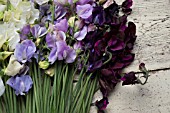 LATHYRUS ODORATUS WHITE SUPREME, WINTER SUNSHINE BLUE, WINTER SUNSHINE LAVENDER, DARK PASSION AND WINDSOR