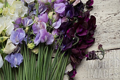 LATHYRUS_ODORATUS_WHITE_SUPREME_WINTER_SUNSHINE_BLUE_WINTER_SUNSHINE_LAVENDER_DARK_PASSION_AND_WINDS