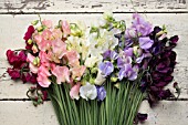 LATHYRUS ODORATUS DYNASTY, SPRING SUNSHINE PEACH, SPRING SUNSHINE CHAMPAGNE, JILLY, WHITE SUPREME, WINTER SUNSHINE BLUE, WINTER SUNSHINE LAVENDER, DARK PASSION AND WINDSOR