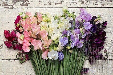 LATHYRUS_ODORATUS_DYNASTY_SPRING_SUNSHINE_PEACH_SPRING_SUNSHINE_CHAMPAGNE_JILLY_WHITE_SUPREME_WINTER