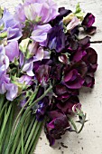 LATHYRUS ODORATUS WINTER SUNSHINE LAVENDER, WINTER SUNSHINE BLUE, DARK PASSION, WINDSOR