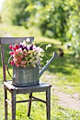 LATHYRUS ODORATUS, MIXED SWEET PEAS IN WATERING CAN