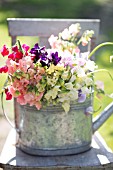 LATHYRUS ODORATUS, MIXED SWEET PEAS IN WATERING CAN